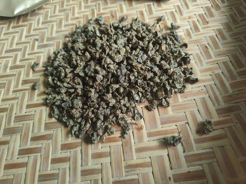沉香树土沉香种植方法
