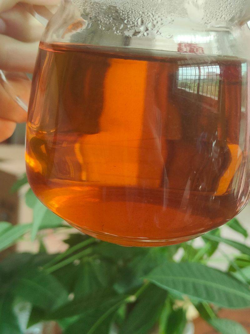 沉香树土沉香种植方法