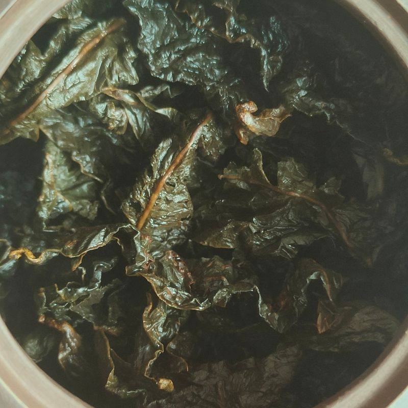 沉香树土沉香种植方法