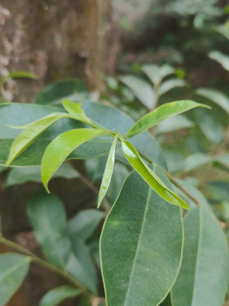 沉香树土沉香种植方法