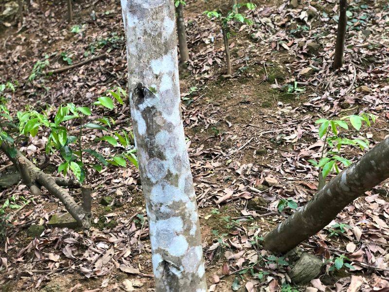 沉香树土沉香种植方法