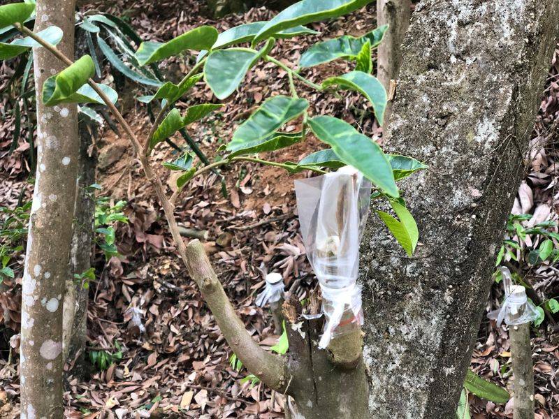 沉香树土沉香种植方法
