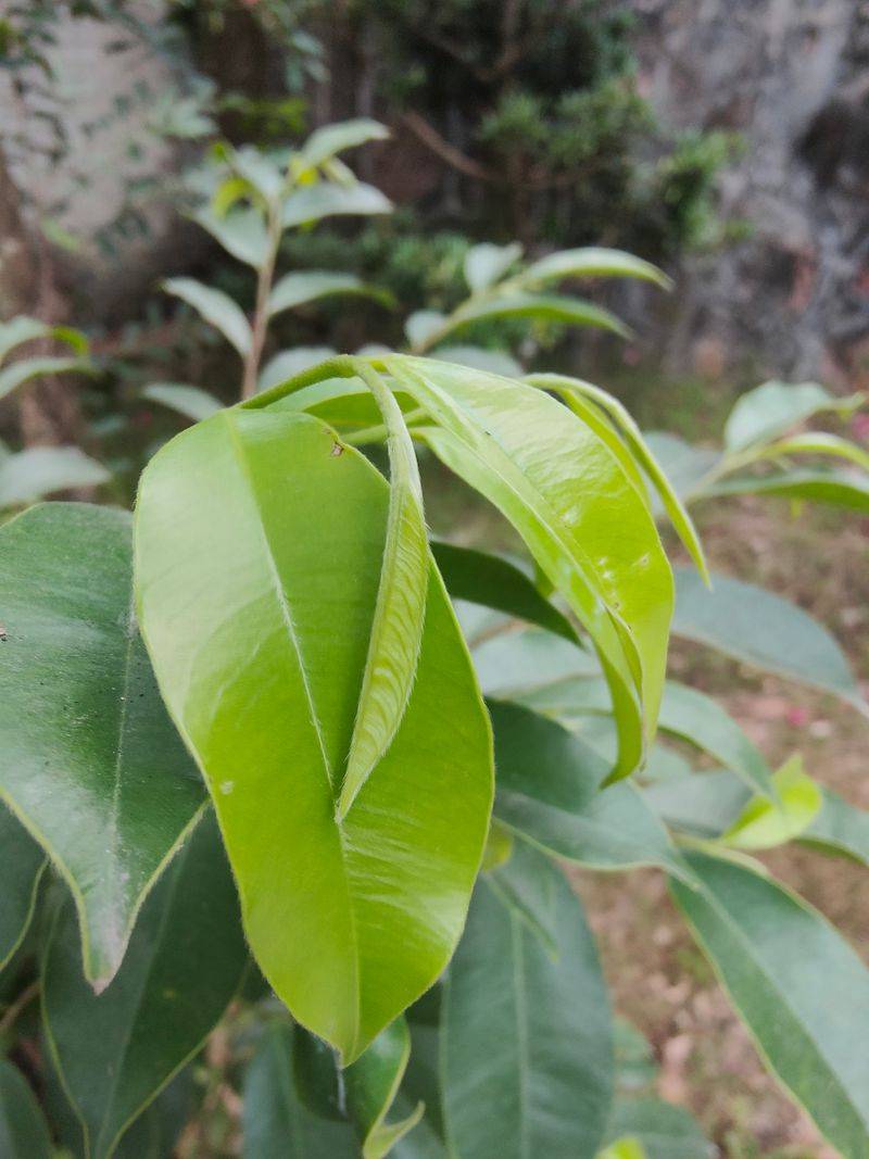 沉香树土沉香种植方法