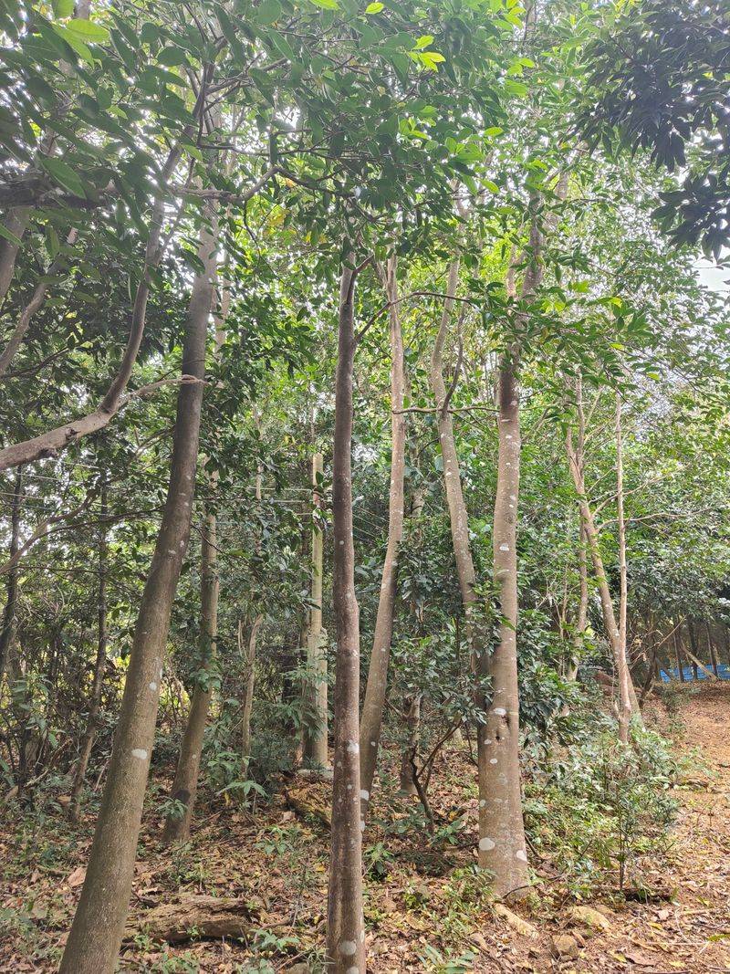 沉香树土沉香种植方法