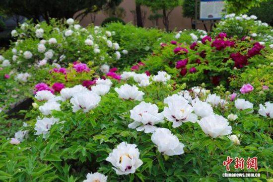Yunnan police plant technology