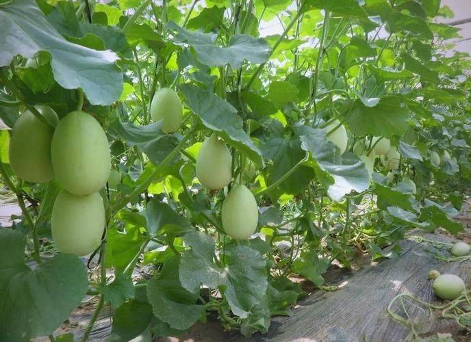 甜瓜品种日本甜宝种植技术