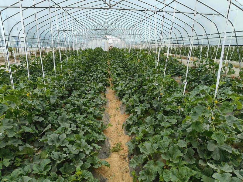 甜瓜品种日本甜宝种植技术