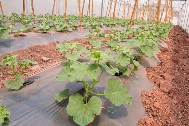 甜瓜品种日本甜宝种植技术