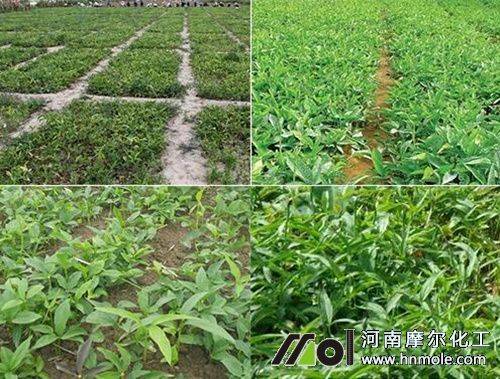 半夏种植技术视频