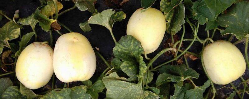 Sugar melon species japanese sugar-porning techniques