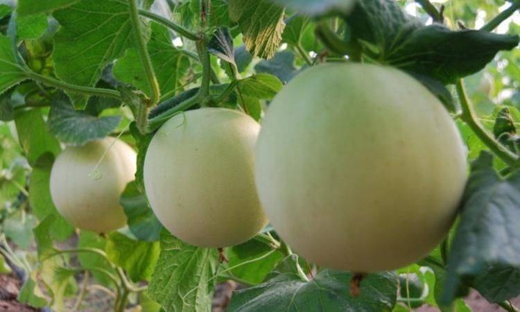 甜瓜品种日本甜宝种植技术