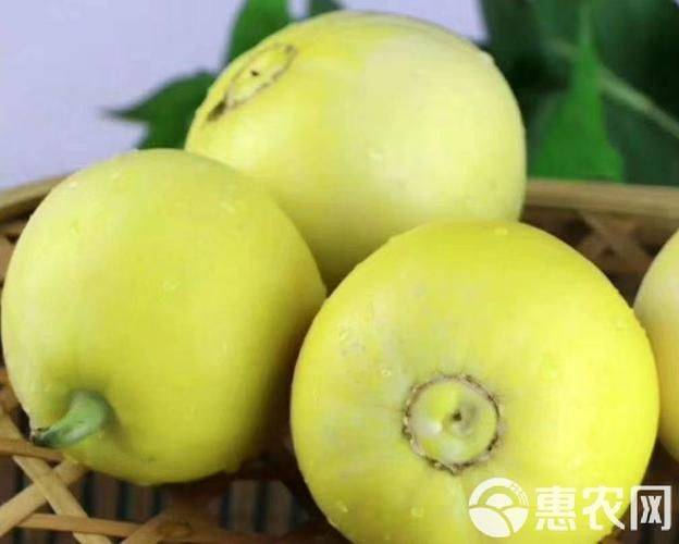 甜瓜品种日本甜宝种植技术