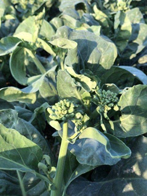 芥蓝种植与管理全攻略