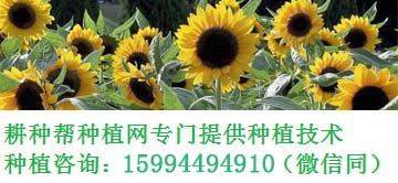 茶树菇种植技术茶树菇怎样种