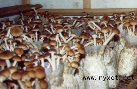 A video of the technology used to grow tea mushrooms