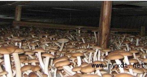 A video of the technology used to grow tea mushrooms