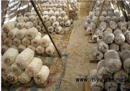 A video of the technology used to grow tea mushrooms