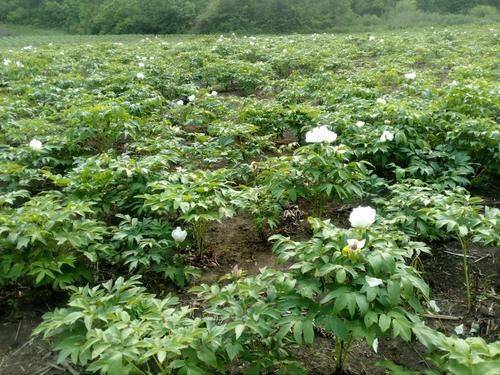 Yunnan police plant technology