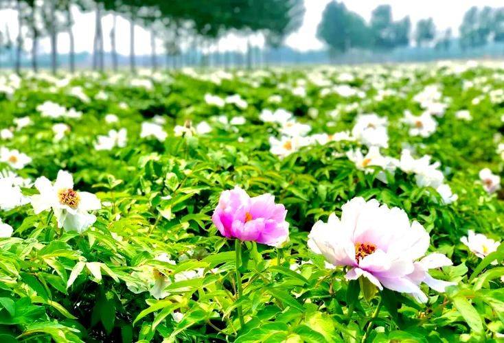 Yunnan police plant technology