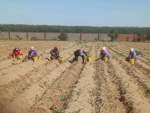 Yunnan police plant technology