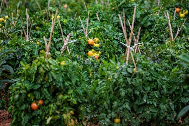 The way the plant tomatoes grow