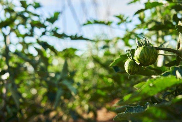 The way the plant tomatoes grow