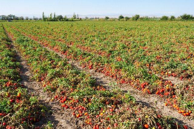 The way the plant tomatoes grow