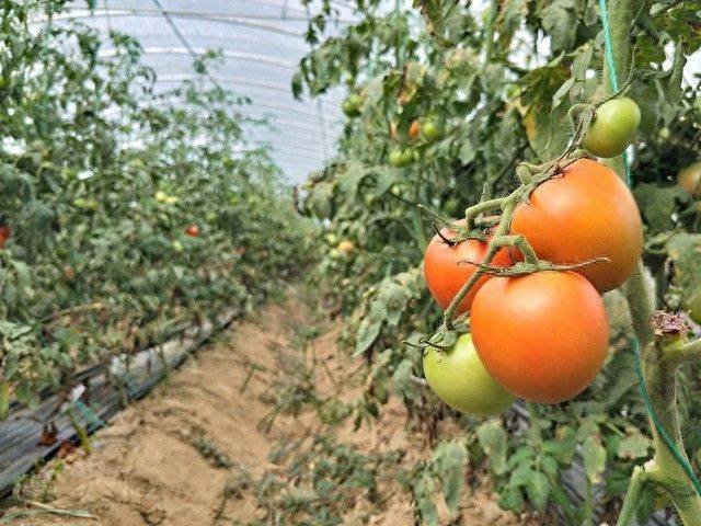 The way the plant tomatoes grow
