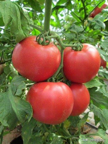 The way the plant tomatoes grow