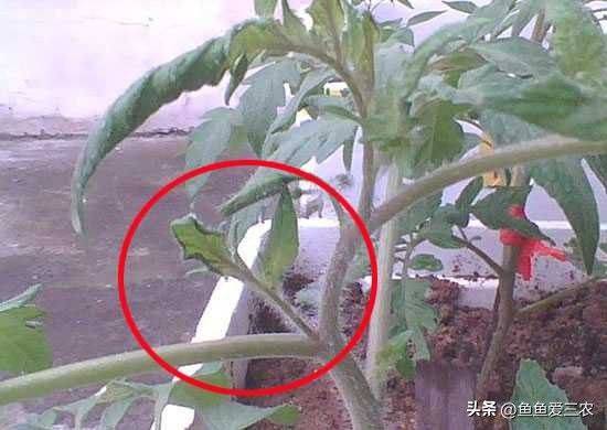 The way the plant tomatoes grow