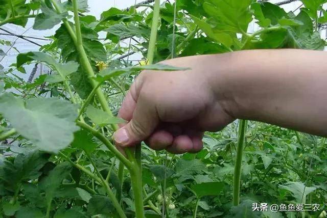 The way the plant tomatoes grow