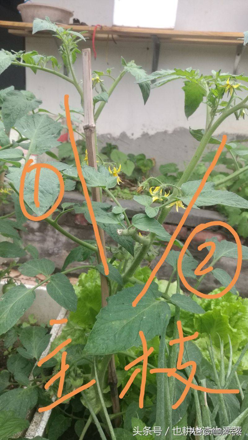 The way the plant tomatoes grow