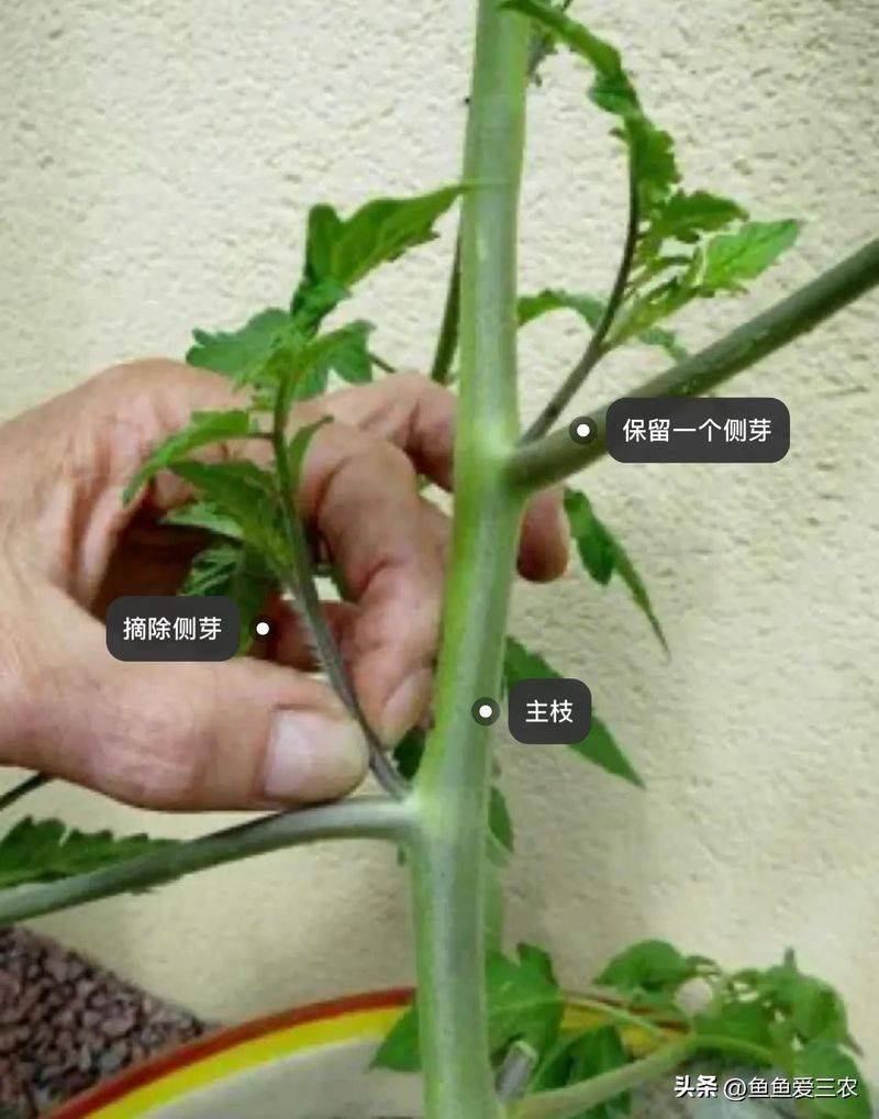 The way the plant tomatoes grow