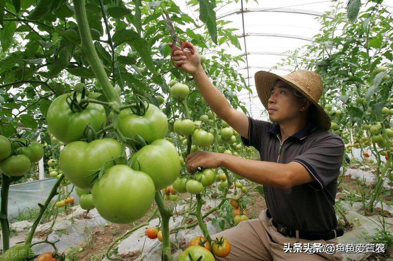 The way the plant tomatoes grow