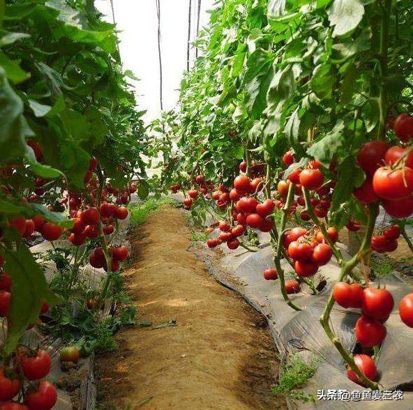 The way the plant tomatoes grow