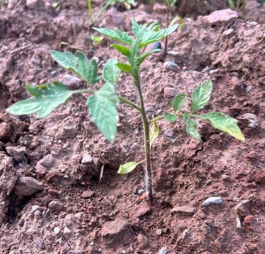 The way the plant tomatoes grow