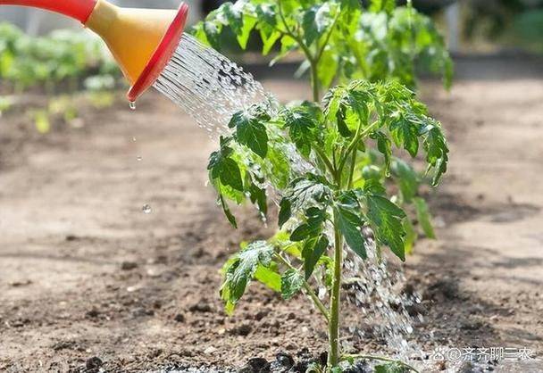 The way the plant tomatoes grow