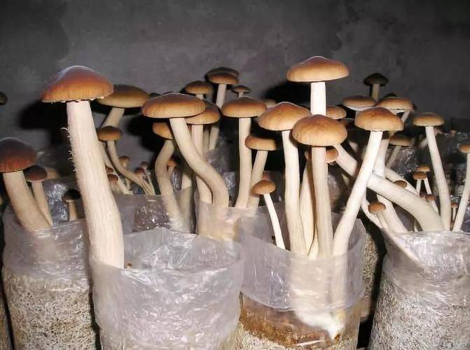 A video of the technology used to grow tea mushrooms
