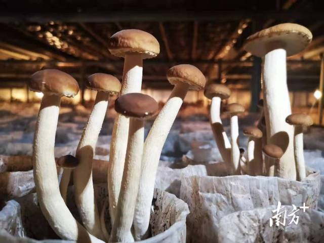A video of the technology used to grow tea mushrooms