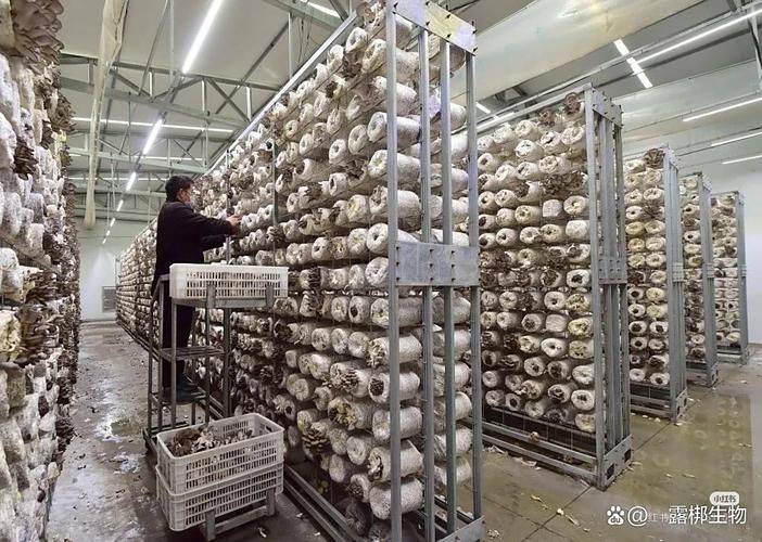 A video of the technology used to grow tea mushrooms