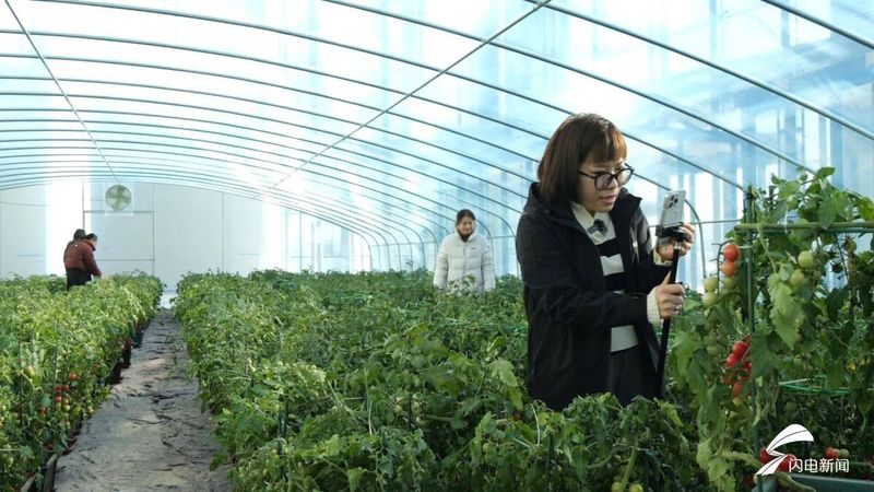 盆栽西红柿的种植方法