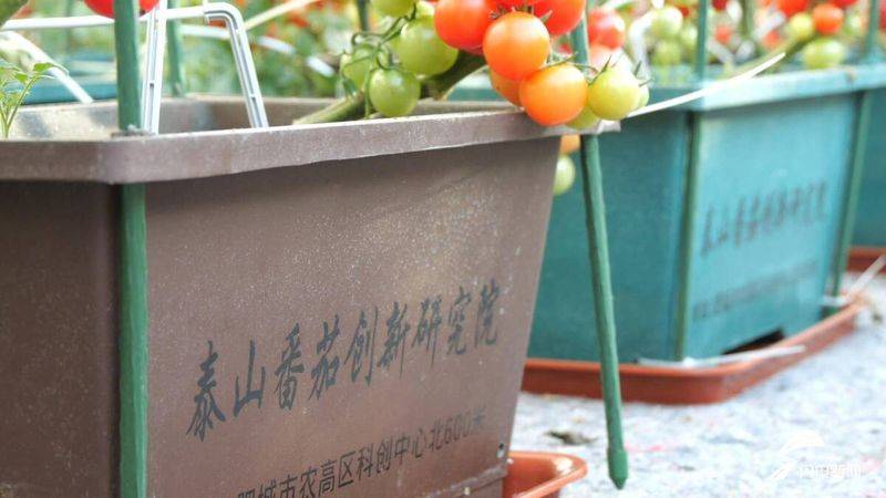盆栽西红柿的种植方法