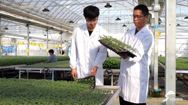 盆栽西红柿的种植方法