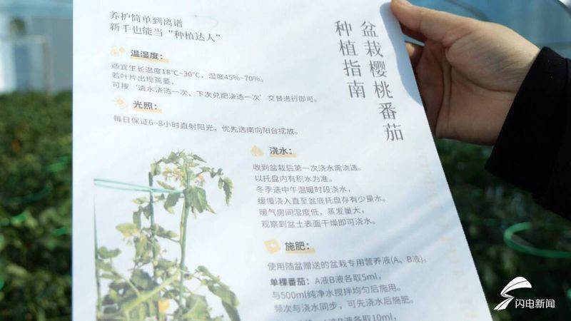 盆栽西红柿的种植方法