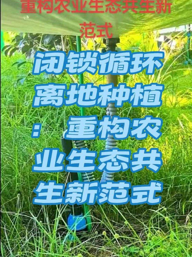 水上蔬菜种植技术