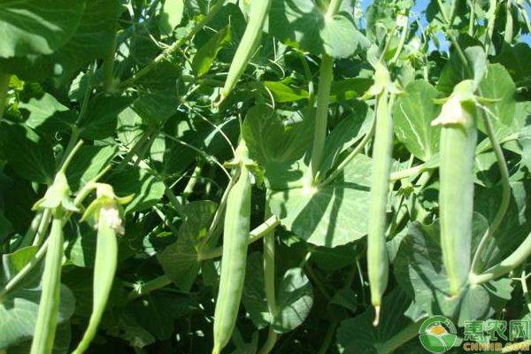 碗豆的种植时间 方法