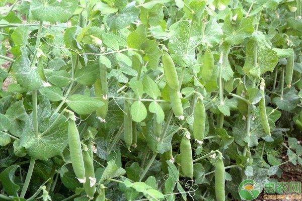 碗豆的种植时间 方法