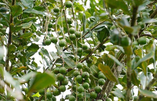 Australian nut growing technology video