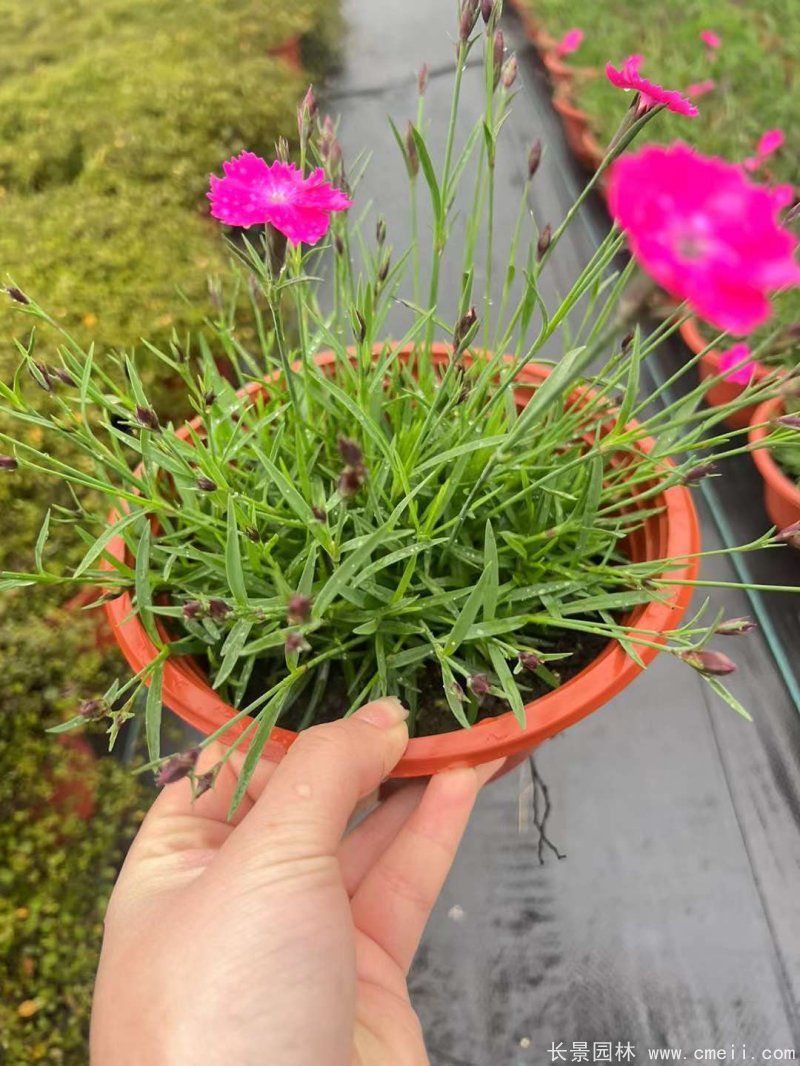 耧斗菜的种植方法