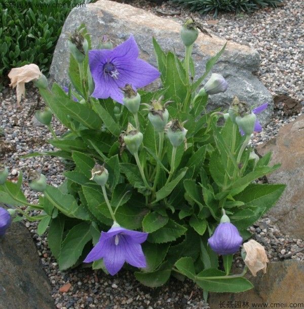 耧斗菜的种植方法